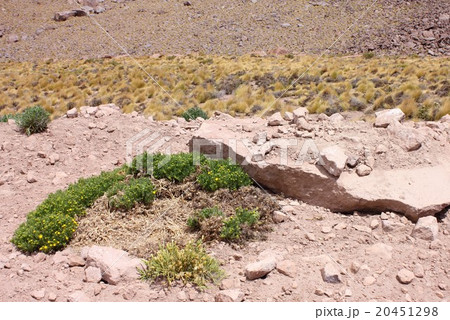 南米チリ北部、アンデス山脈のアタカマ高地の乾燥した大地に芽吹いた高山植物 20451298