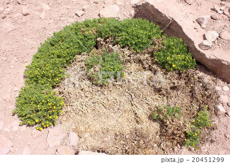 南米チリ北部アンデス山脈のアタカマ高地、乾燥した大地に芽吹いた高山植物 南米チリ北部アンデス山脈のアタカマ高地、乾燥した大地に芽吹いた高山植物 20451299