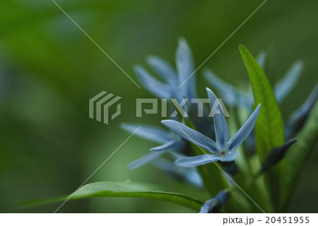 チョウジソウ 20451955