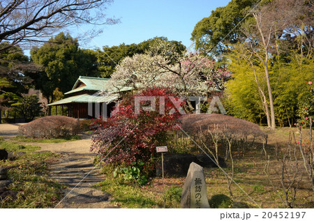 梅が咲き春めいてきた皇居東御苑の諏訪の茶屋 20452197