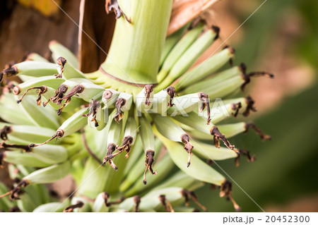 Bnana and Unripe Cultivar Bananas on Banana Tree 20452300