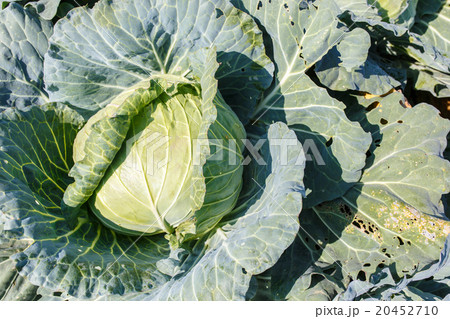 Cauliflower fields Cauliflower fields 20452710