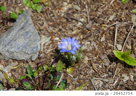 リンドウ リンドウ 20452754