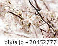 桜 20452777