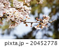 桜 20452778