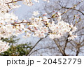 桜 20452779
