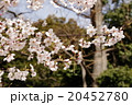 桜 20452780