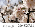 桜 20452781