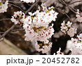 桜 20452782