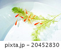 金魚 20452830