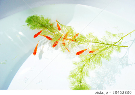 金魚 金魚 20452830
