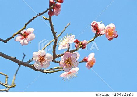 うすピンク色の紅梅 20452839