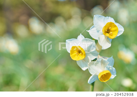 ニホンスイセン ニホンスイセン 20452938