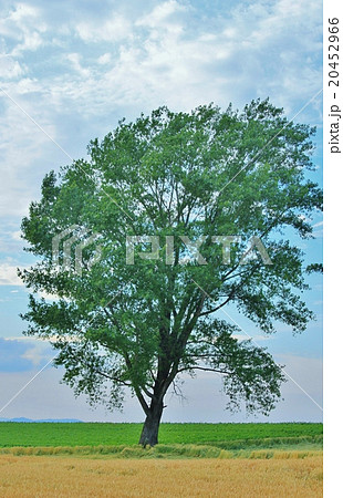 美瑛 哲学の木 美瑛 哲学の木 20452966