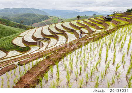Green Terraced Rice Field 20453052