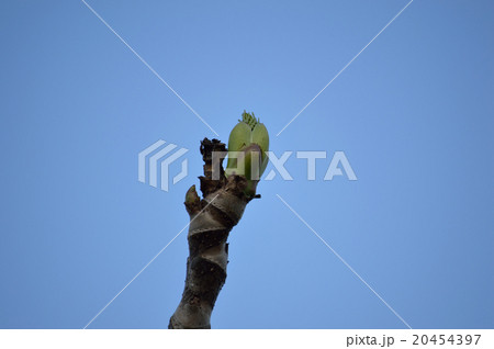 自然自生しているタラの芽 20454397