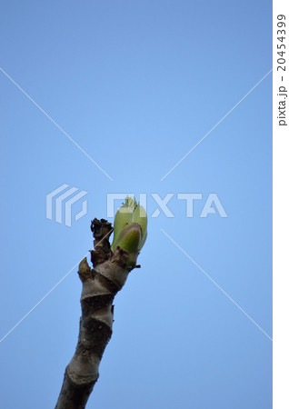 自然自生しているタラの芽 20454399