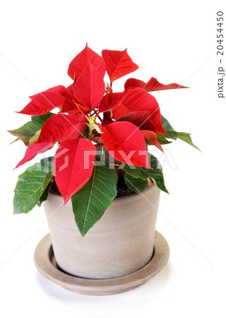 Poinsettia isolated on white background       20454450