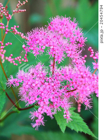 京鹿の子の花咲くの写真素材