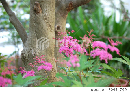 京鹿の子の花咲く 20454799