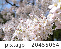 染井吉野 20455064