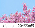 河津桜 20455065