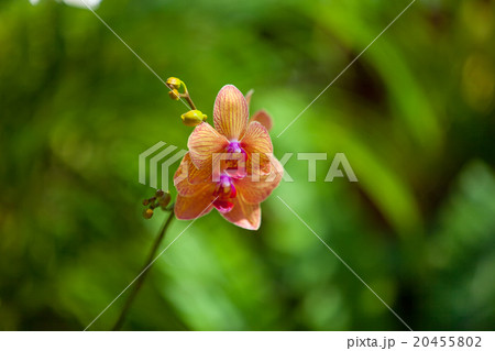 beautiful orchid flower 20455802