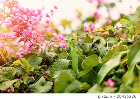 Little chameleon in a leaves 20455826