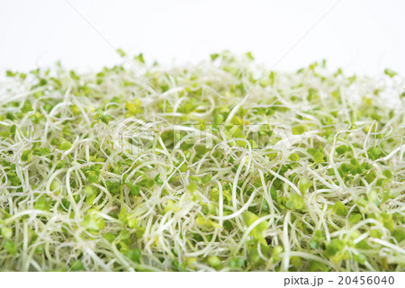 ブロッコリースプラウトのアップ 20456040