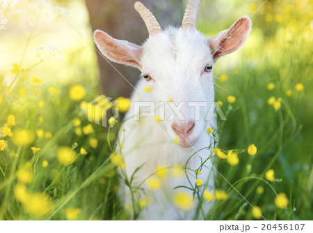Cute goat in nature Cute goat in nature 20456107