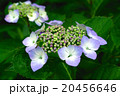 うす紫色の紫陽花 20456646