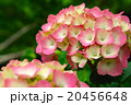 ピンク色の紫陽花 20456648