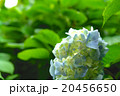 空色の紫陽花 20456650