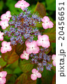 紫陽花 20456651