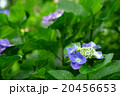 紫陽花の葉と花 20456653