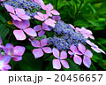 紫色の紫陽花 20456657