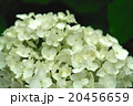 白い紫陽花 20456659