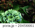 ふしぎな色の紫陽花_01 20456661