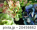 ふしぎな色の紫陽花_02 20456662