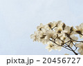 辛夷の花 20456727