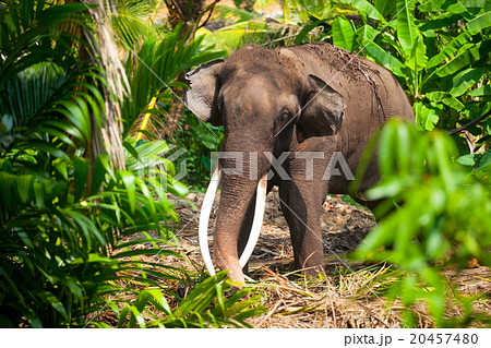 Lonely elephant in a jungle 20457480