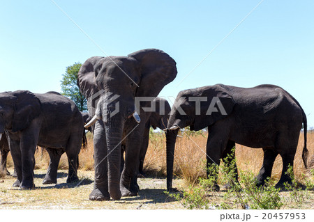 heard of african elephants heard of african elephants 20457953