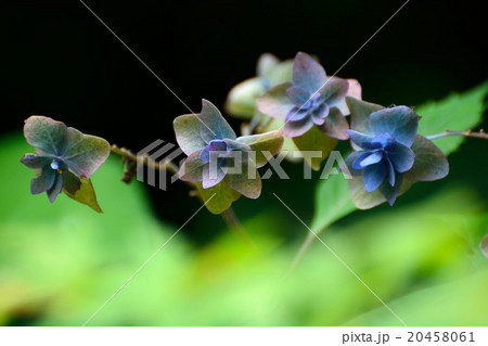 幻の紫陽花-七段花 幻の紫陽花-七段花 20458061