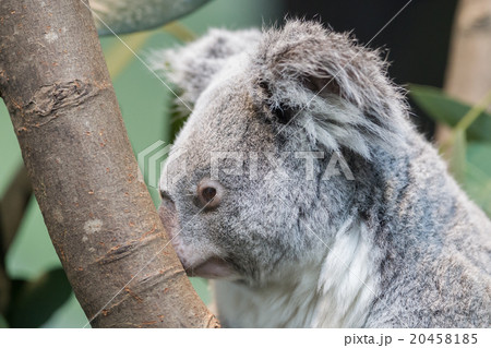 Close-up of a koala bear 20458185