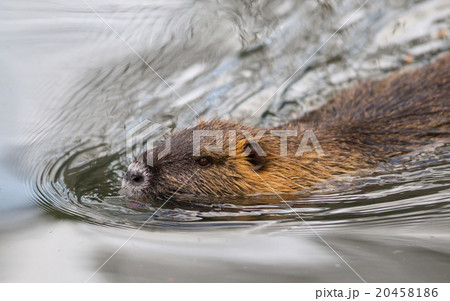 Myocastor coypus, single mammal 20458186
