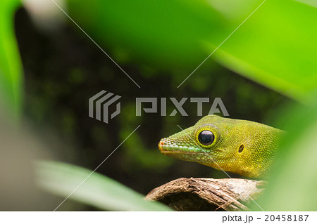 Phelsuma sundbergi, lizard 20458187