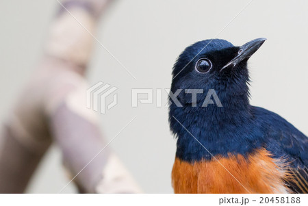 Male White-rumped shama 20458188