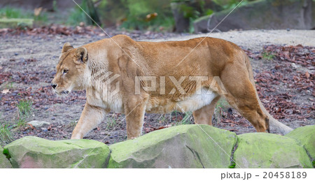 Lion on alert 20458189
