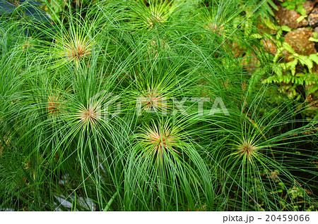 カミガヤツリ 20459066