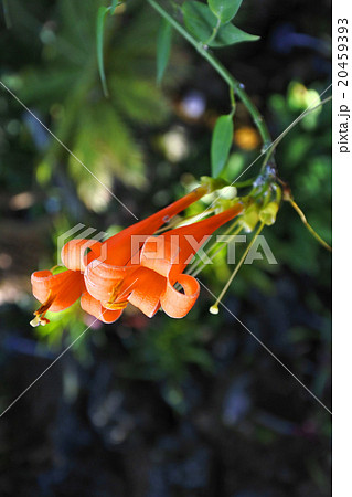 カエンカズラ 20459393